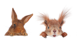 KNAAGDIER/KONIJN/FRET